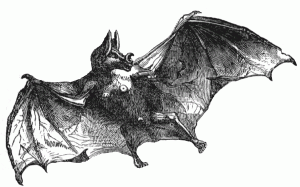 bat symbolizes demon and evil spirits in the west